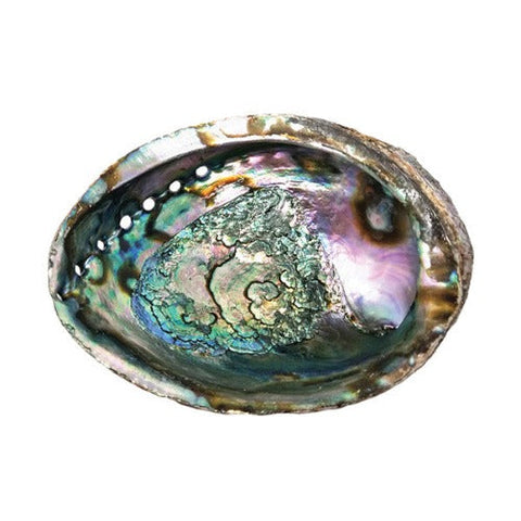 Abalone Shell - Large